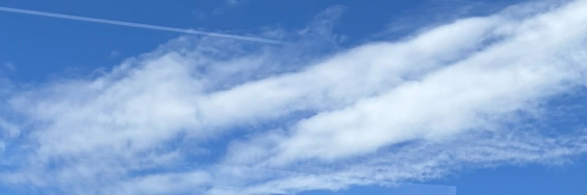 milton_wild's profile banner image