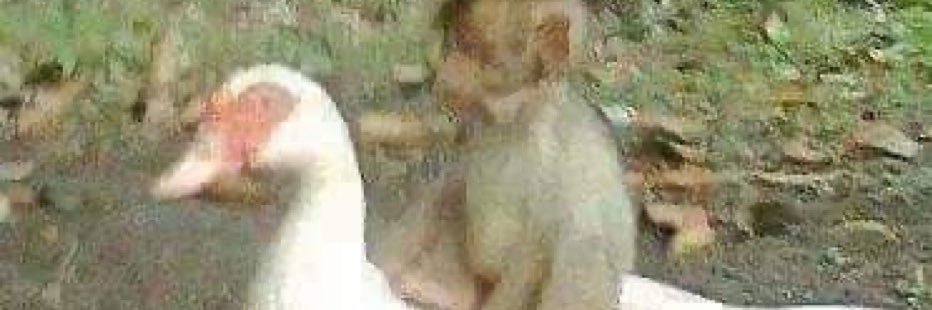 moiving, dm for new @ banner