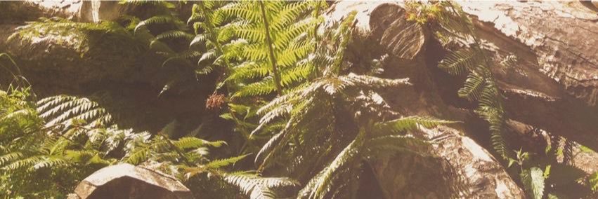 rememberingfey's profile banner image