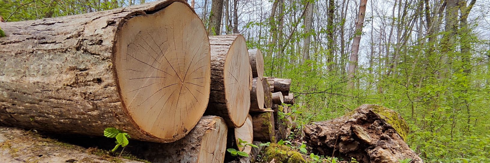 Went_Wood's profile banner image