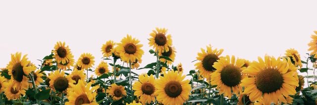krhxo_'s profile banner image