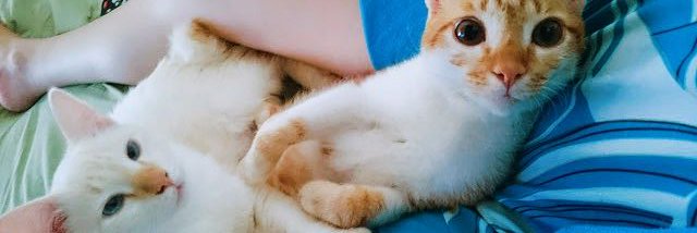 _qmeiga's profile banner image