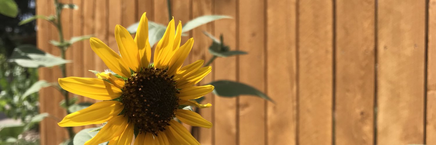 RoseKv6's profile banner image