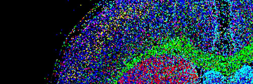 Francesca Bignami banner