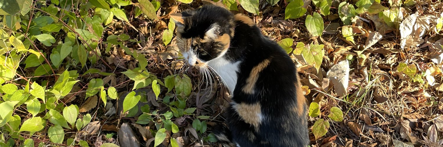 ジジ猫ふなっしー🍮 banner