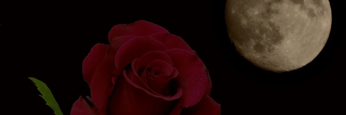 gamzeliivemutlu's profile banner image