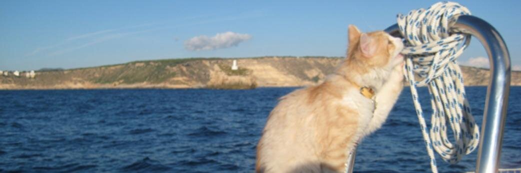tfished's profile banner image