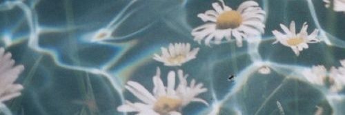 yourdaisyz's profile banner image
