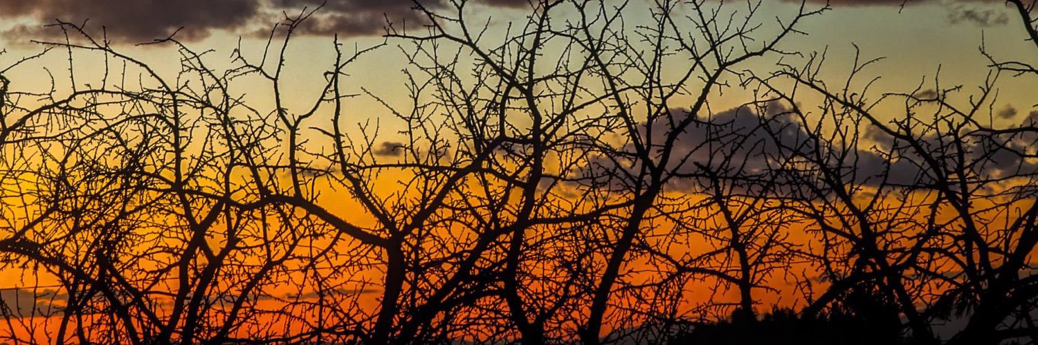 rose_3e's profile banner image