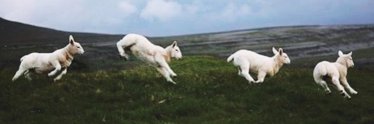 ghostfwce's profile banner image