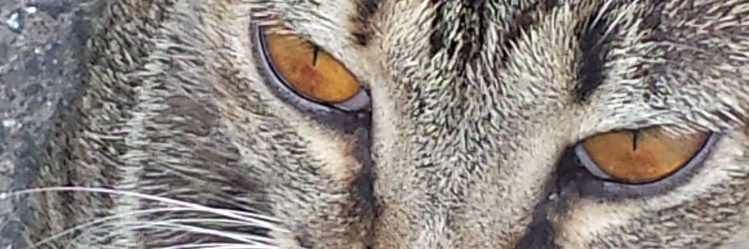 Ari_Fernandex's profile banner image