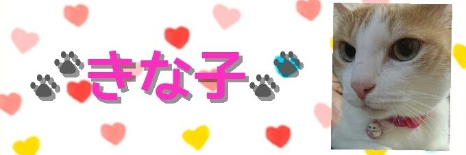 chieko0812's profile banner image