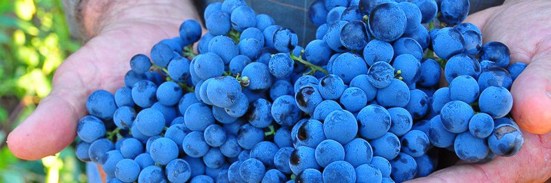 BinghamVineyard's profile banner image