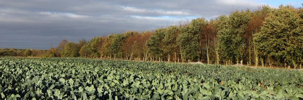 Sally4Green Profile Banner