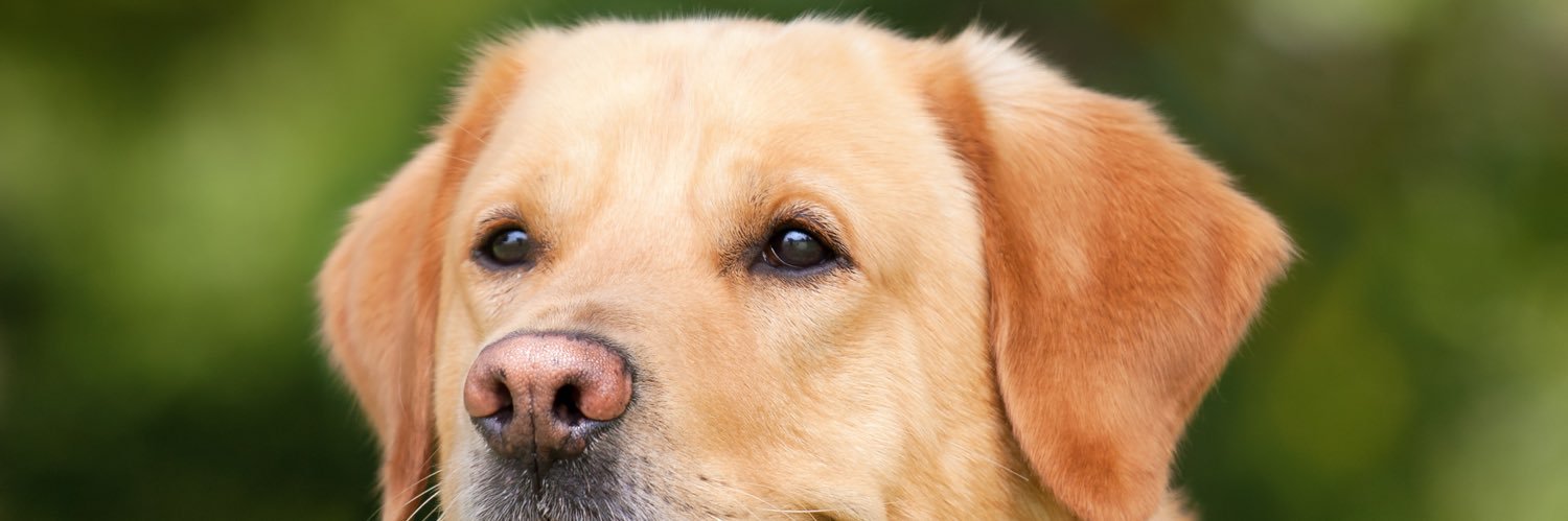 Smruti🐾 banner
