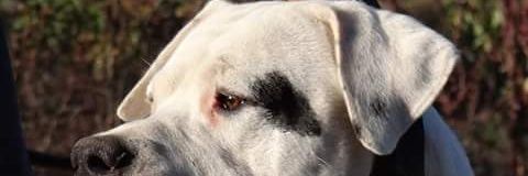dogo_dingo's profile banner image