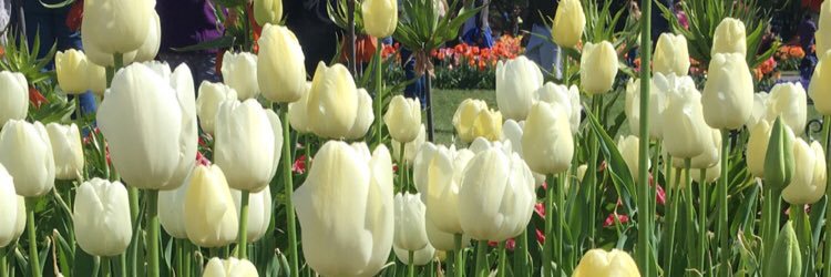 Tenniel914's profile banner image