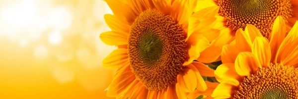 JanylaEarlovel's profile banner image