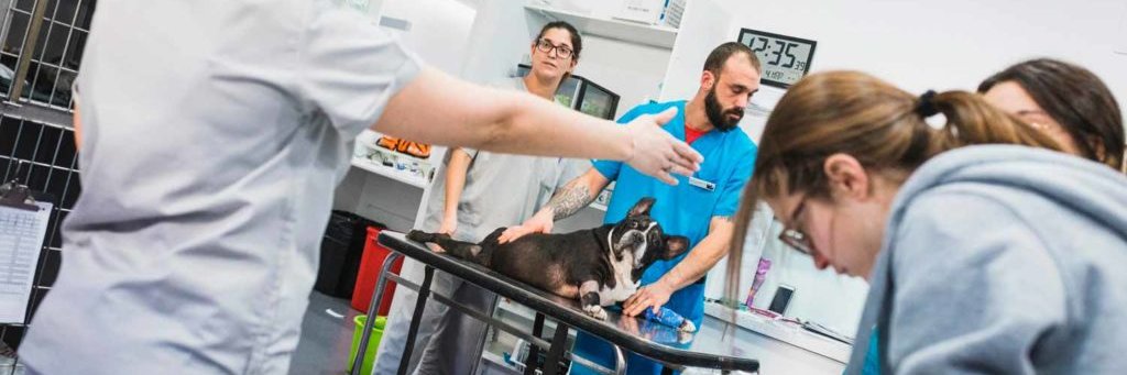 AniCura Hospital Veterinario Valencia Sur banner
