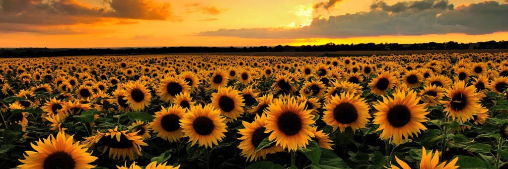 BeingAlei's profile banner image
