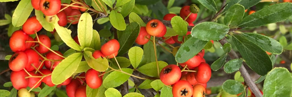 PatLynnFor 🐘🐘🐘 banner