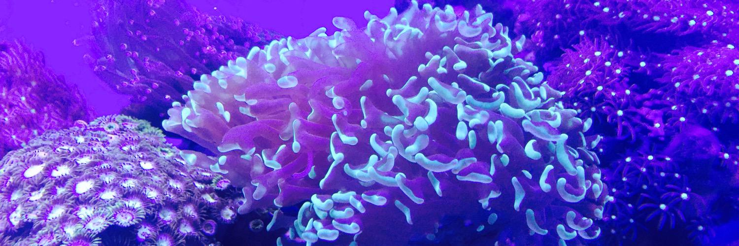 AquaticWorldUK's profile banner image