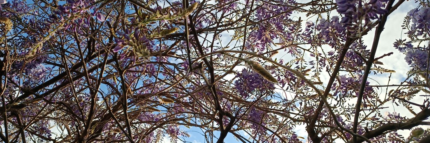 ALittlePoppy's profile banner image