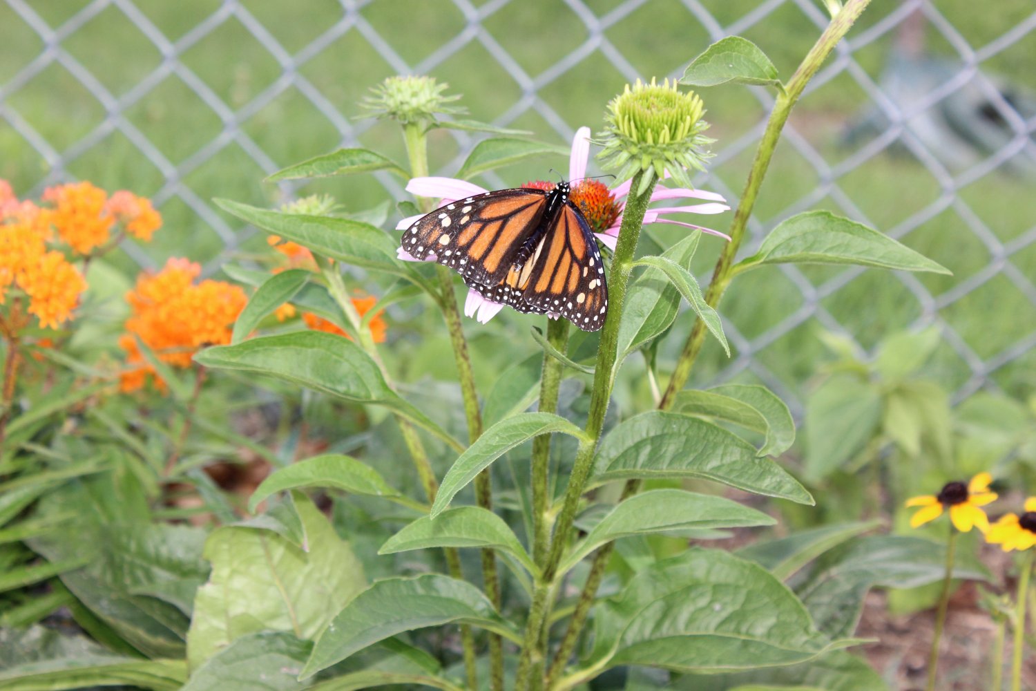 Suzanne Wells banner