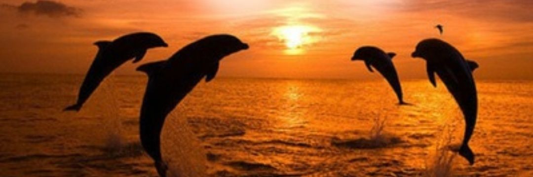 duendecilla___'s profile banner image