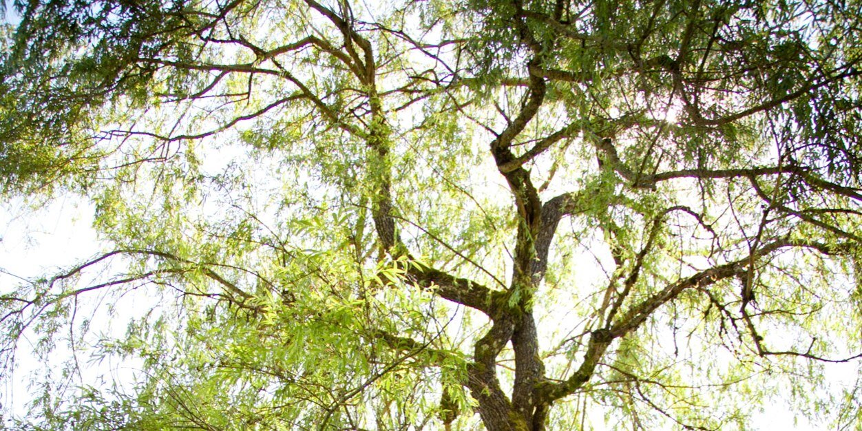 Kate McDonald banner
