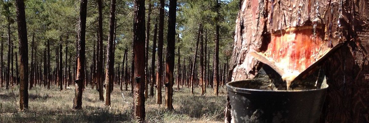 sergiocala13's profile banner image