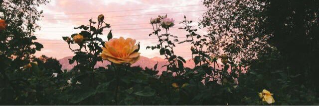StephanniieAnn's profile banner image
