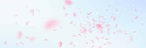 白桜 banner