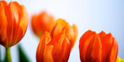 EarthArtLand's profile banner image