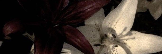 hersistance's profile banner image