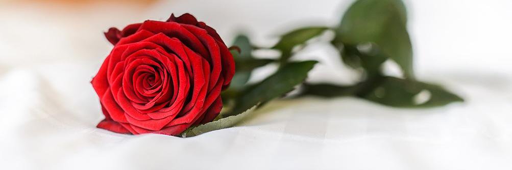 Pirjo_Ko's profile banner image