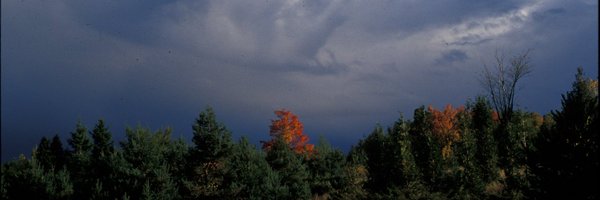 msentesy Profile Banner