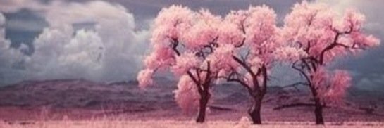 Sarah_callo's profile banner image