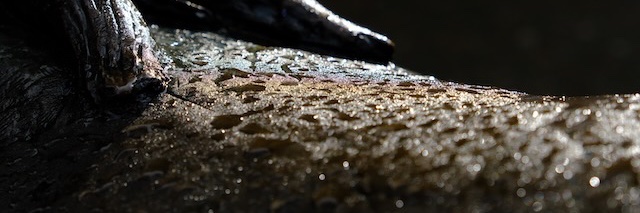 Ian Game 🏴󠁧󠁢󠁷󠁬󠁳󠁿 banner