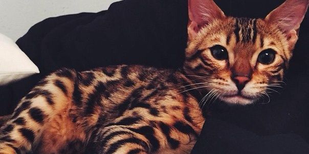lerachernovaaa's profile banner image