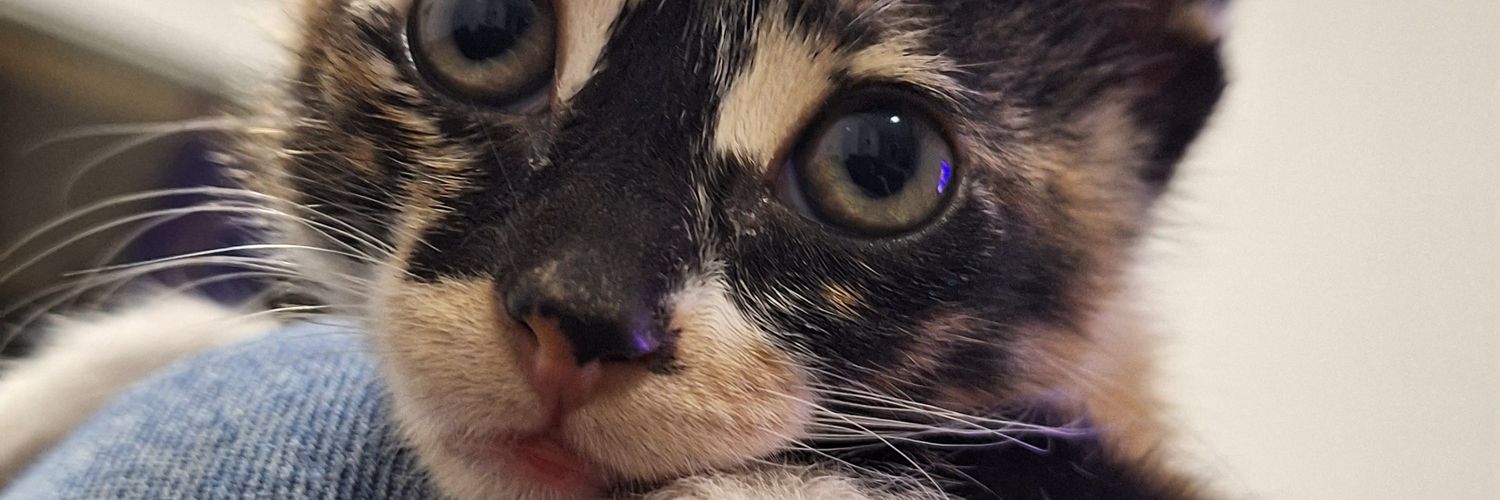 maygeso's profile banner image