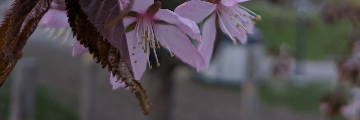 _spunkki's profile banner image
