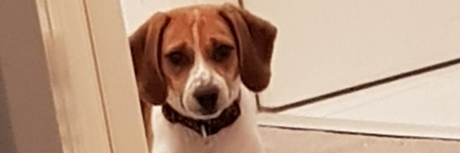 Anna Kendrick banner