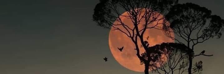 Oscar David © banner