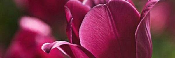 Manar_m1's profile banner image