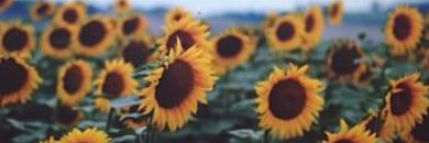 Sandrafer_delac's profile banner image