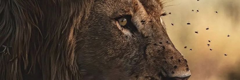 NdodanaS's profile banner image