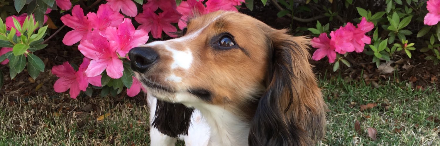 AshleyRoss01's profile banner image