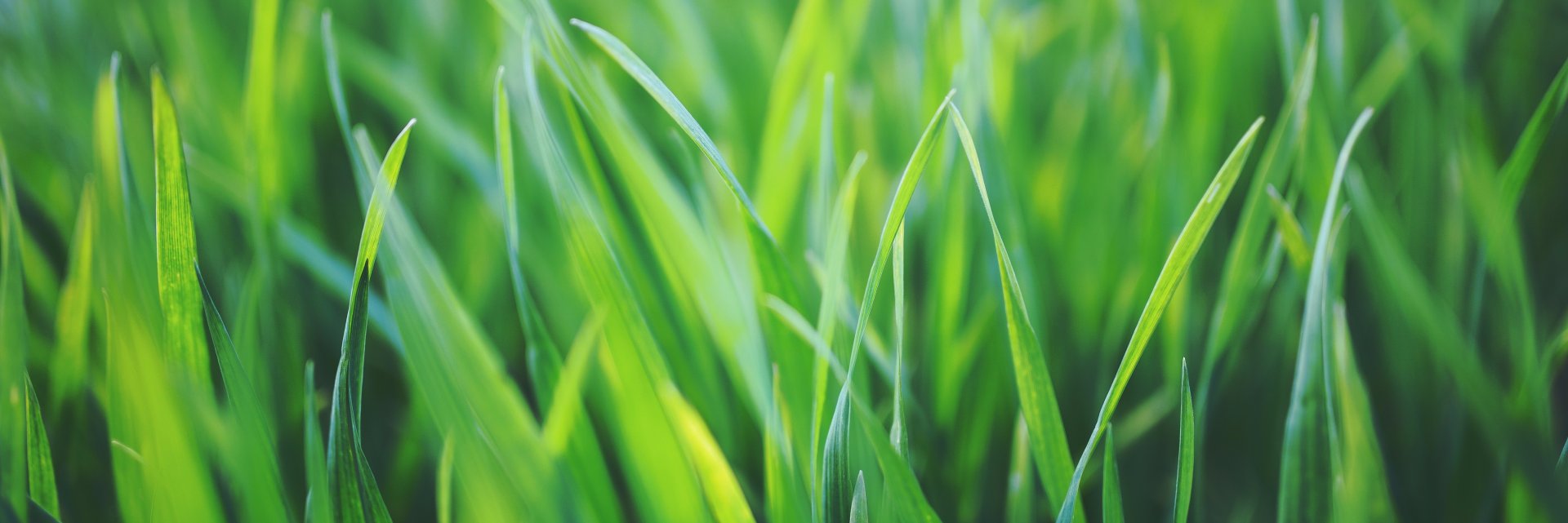 AngelaGurney's profile banner image