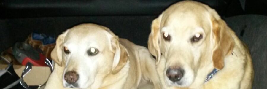 emj_cox's profile banner image